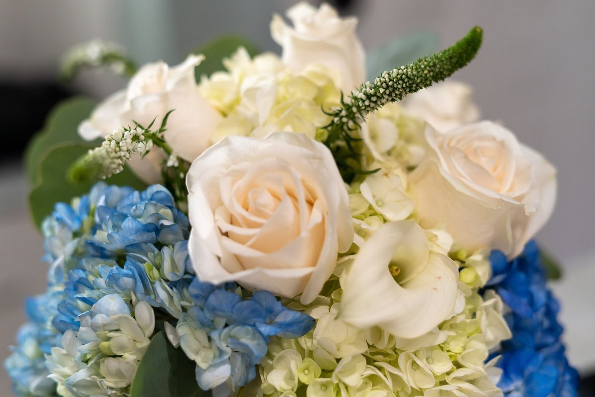 A bridal bouquet of ivory roses and blue hydrangeas